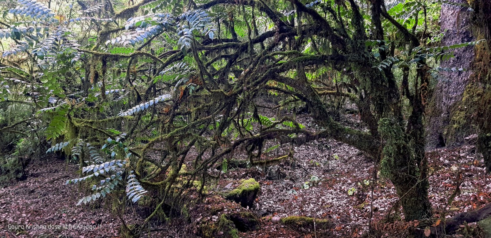  Trees. Shivapuri mountain. Kathmandu. 2019.01.15